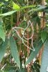 Bambusblätter grazil - Herba Lophatheri