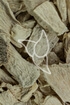 Chin. Yamswurzelknolle - Rhizoma Dioscoreae oppositae