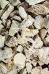 Drachenknochen - Mastodi fossilia ossis