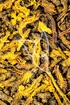 Goldfadenwurzelstock - Rhizoma Coptidis