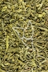 Grüner Tee - Sencha - Camelia sinensis
