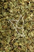 Heidelbeerblätter - Folia Myrtilli