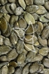 Kürbiskerne - Semen cucurbitae