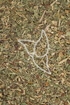 Odermennigkraut - Herba Agrimoniae